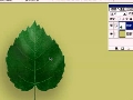 photoshopLA(ch)̳