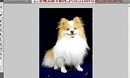 photoshop cs5W(xu)(x)̳