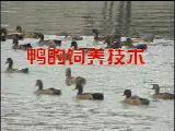 ZB(yng)ֳgҕl̳