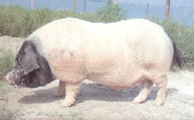 ļĸiĹc(din)