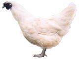 P(gun)ڞuB(yng)ֳg(sh)ҕl