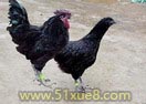 fԺuB(yng)ֳg(sh)ҕl