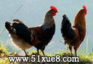 СuB(yng)ֳcg(sh)ҕl