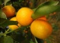 ӷNֲ̳