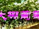 ѷNֲg(sh)ҕl̳