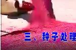 󶹸߮a(chn)Nֲgcҕl̳