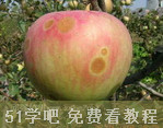 O݆yη̳