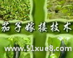 ޽Ӽg(sh)ҕl