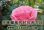 ¼޽ӵĕrgͷ
