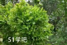ί̳