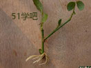 ¼Ǥ췽ҕl