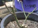 ¼С綬޼ҕl