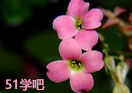 L(zhng)ۻ޼̳