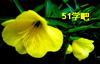 ҹӷNֲ̳